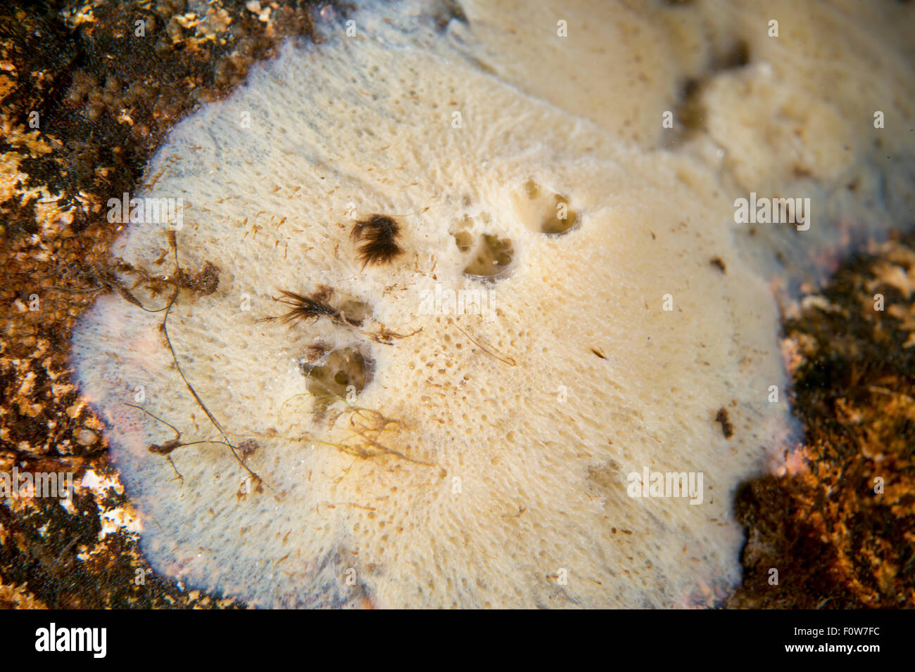 Freshwater sponge Flussbett, in 8 m Tiefe in einem Nebenfluss der alten Donau, Donaudelta, Rumänien, Juni. Stockfoto