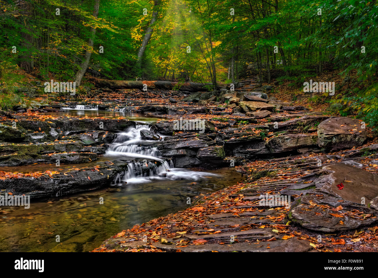 Naturlehrpfad und Bächen - eine vorgelagerte Aussicht im Herbst von Glen Leigh Trail in Ricketts Glen State Park in Benton, Pennsylvania. Stockfoto