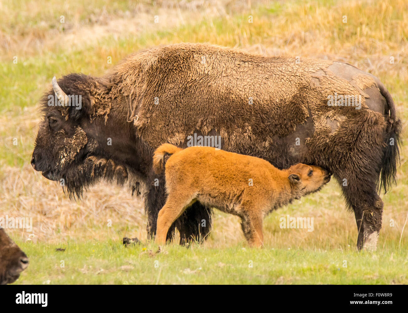 Bison Jährling Pflege von seiner Mutter. Lamar Valley, Yellowstone-Nationalpark, Wyoming Stockfoto