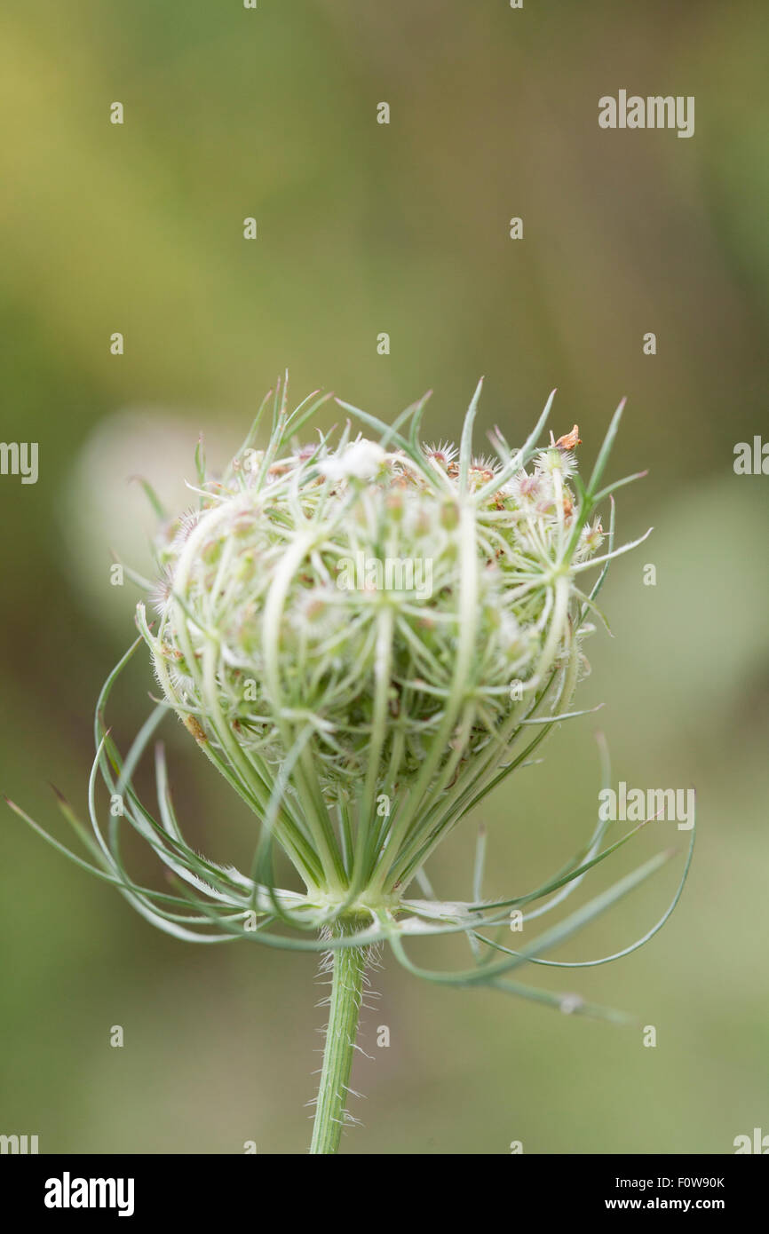 Detail Blume Königin Ann Spitze weiße Runde Blüte Stockfotografie Alamy