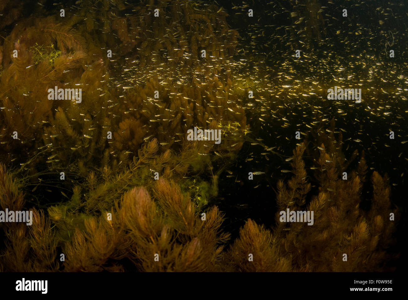 Schule von Belica Fisch (Leucaspius Delineatus) am Rande einer weichen Hornblatt (Ceratophyllum Submersum), Donau, Donau-Delta, Rumänien, Juni. Stockfoto