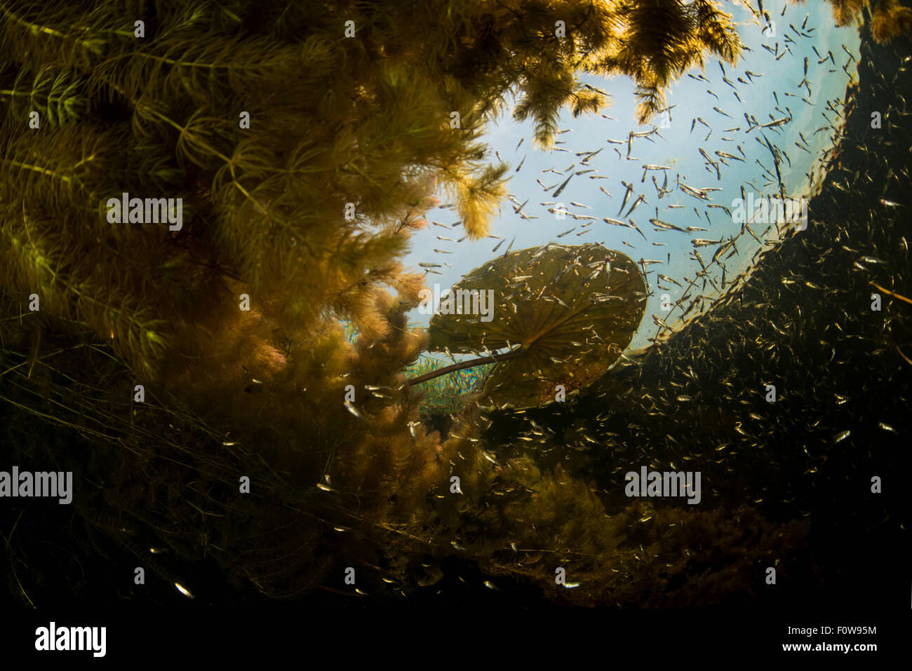 Schule von Belica Fisch (Leucaspius Delineatus) am Rand eines Teppichs weiche Hornblatt (Ceratophyllum Submersum), Donau, Donau-Delta, Rumänien, Juni. Stockfoto