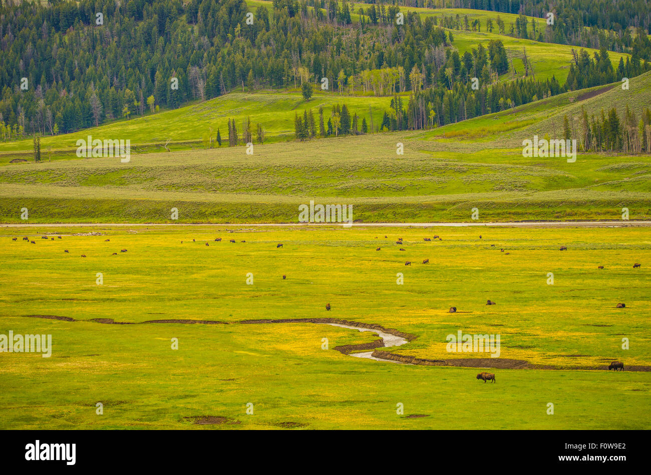 Landschaftlich von Wildblumen, weidenden Bisons Fluss, Berge, Wald und sanften Hügeln. Lamar Valley, Yellowstone Nat.-Park, Wyoming Stockfoto