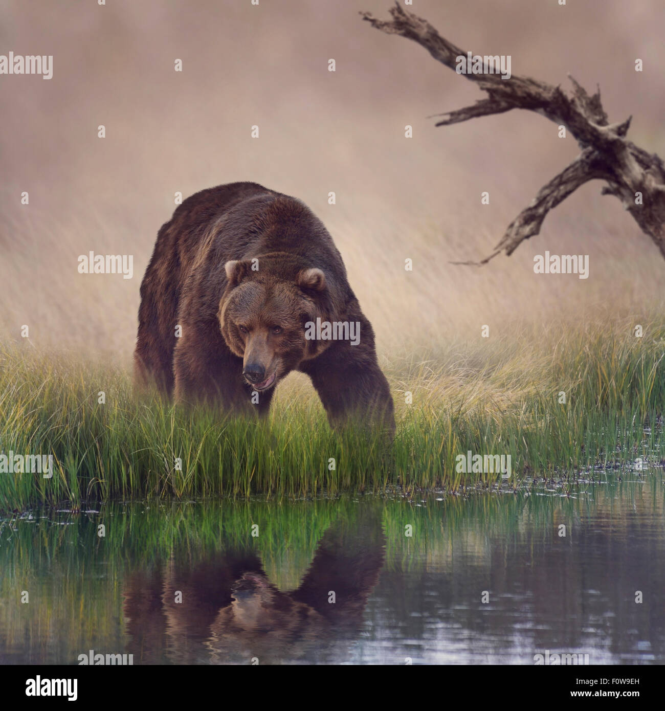 Grizzly Bären in der Nähe des Teiches Stockfoto