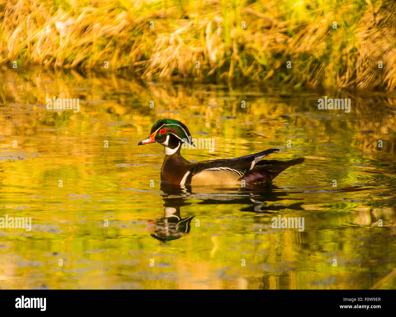 Tier-und Pflanzenwelt, schöne männliche Brautente Schwimmen im Golden Pond, MK Nature Center, Boise, Idaho, USA Stockfoto