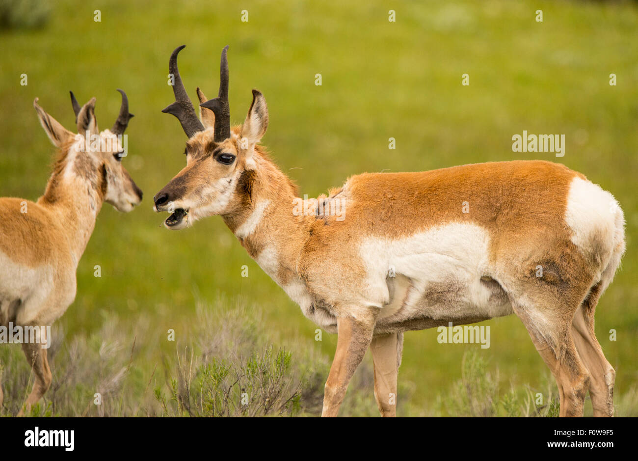Tierwelt, Nahaufnahme von Pronghorn Antilope in Lamar Valley, Yellowstone-Nationalpark, Wyoming, USA Stockfoto
