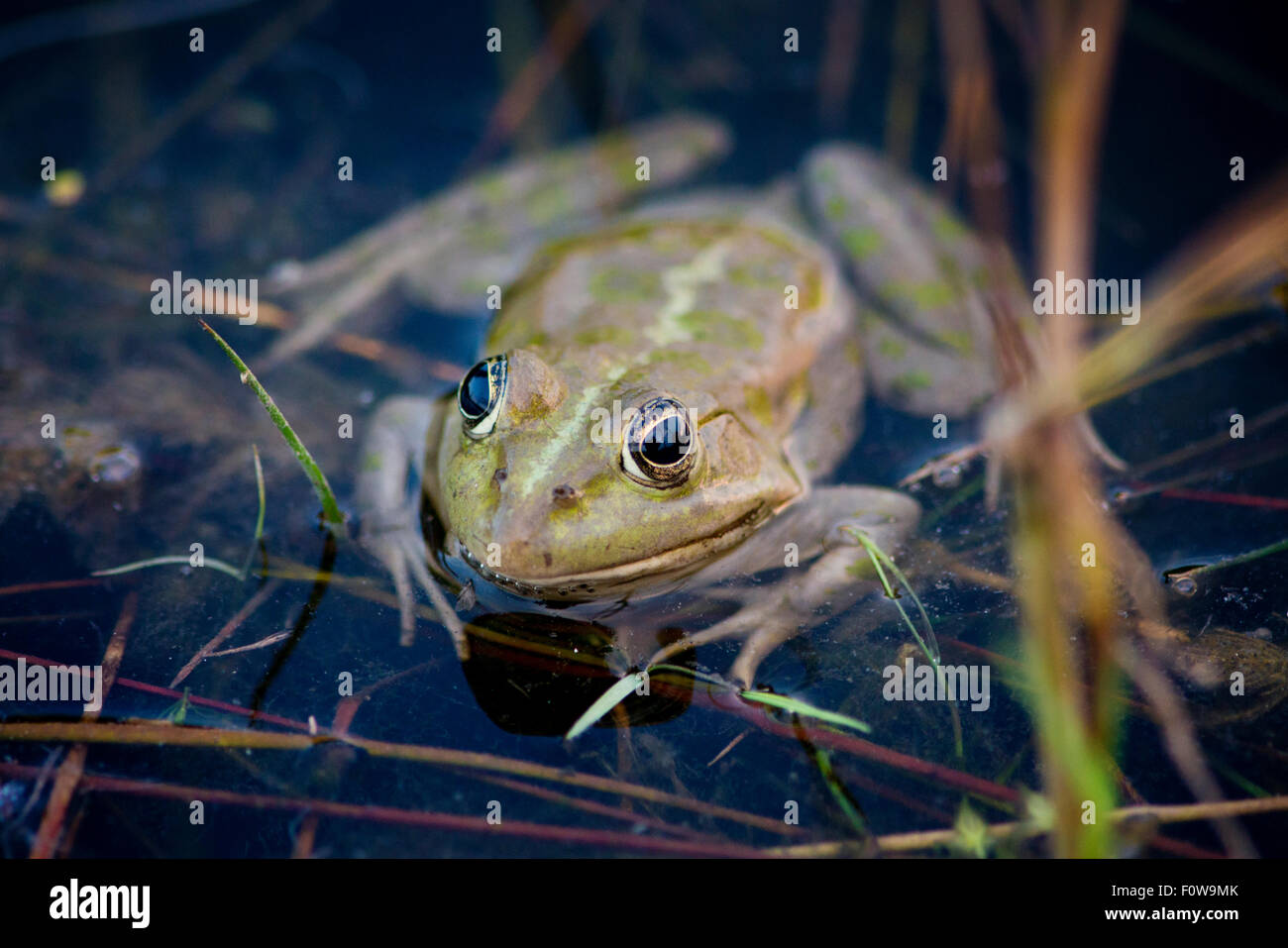 Pool-Frosch (außer Lessonae) in der Nähe von Crisan Dorf, Donaudelta, Rumänien, Juni. Stockfoto