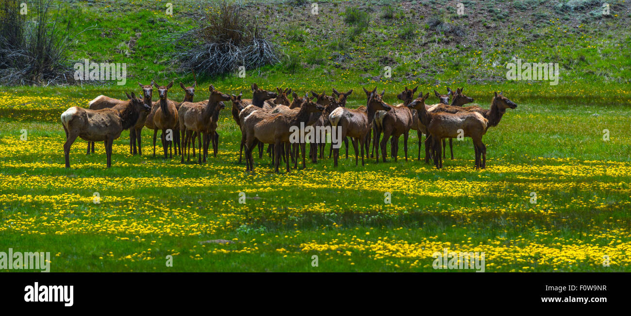 Rocky Mountain Elk feed auf einer Wiese in der Nähe von Telluride, colorado Stockfoto