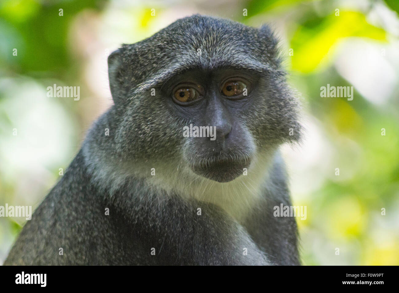 Die blauen Sykes Affen, benannt nach dem englischen Naturforscher Colonel William Henry Sykes (1790-1872) Stockfoto