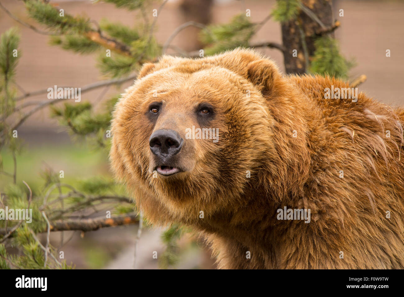 Junge Alaska Grizzly Bear in Reha-Maßnahme an tragen Welt, Grizzly & Wolf Discovery Center, West Yellowstone, Wyoming, Stockfoto