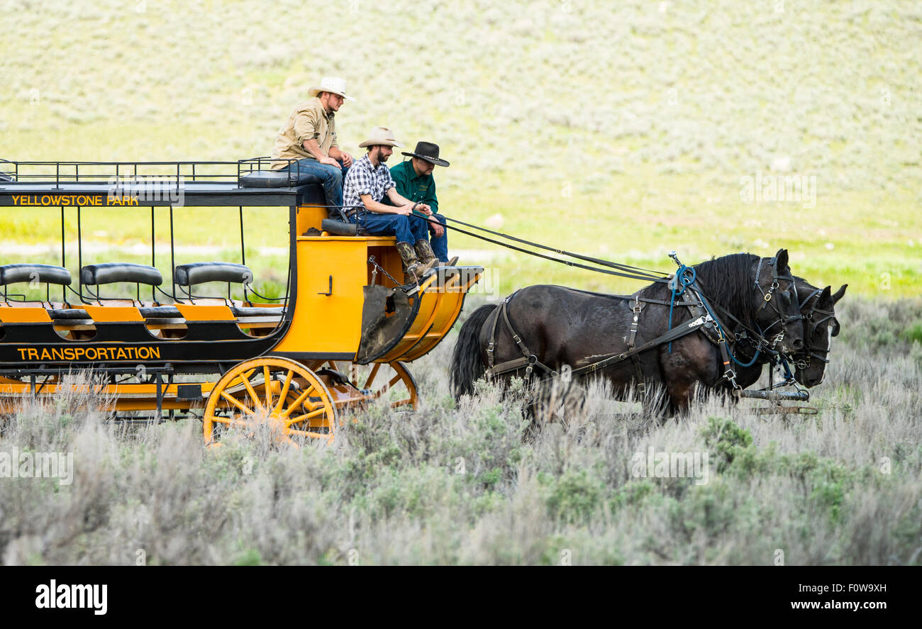 Tower-Roosevelt Wagon Fahrt und Grillparty mit Cowboys, die Lenkung der Pferdewagen. Lamar Valley, Yellowstone-Nationalpark, Wyoming, Stockfoto