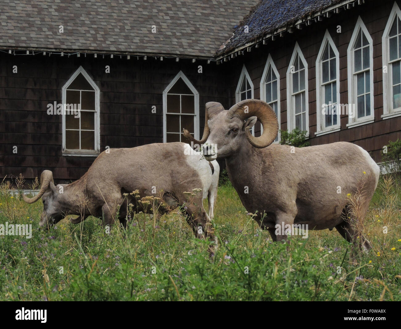 Big Horn Schafe Rams (Ovis Canadensis) ernähren sich neben einer Kirche in Radium Hot Springs, Britisch-Kolumbien, Kanada. Stockfoto