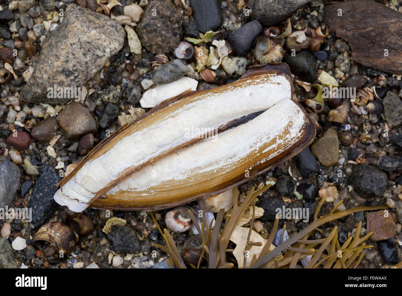 Razor Muschelschalen am Strand bei Ebbe Stockfoto