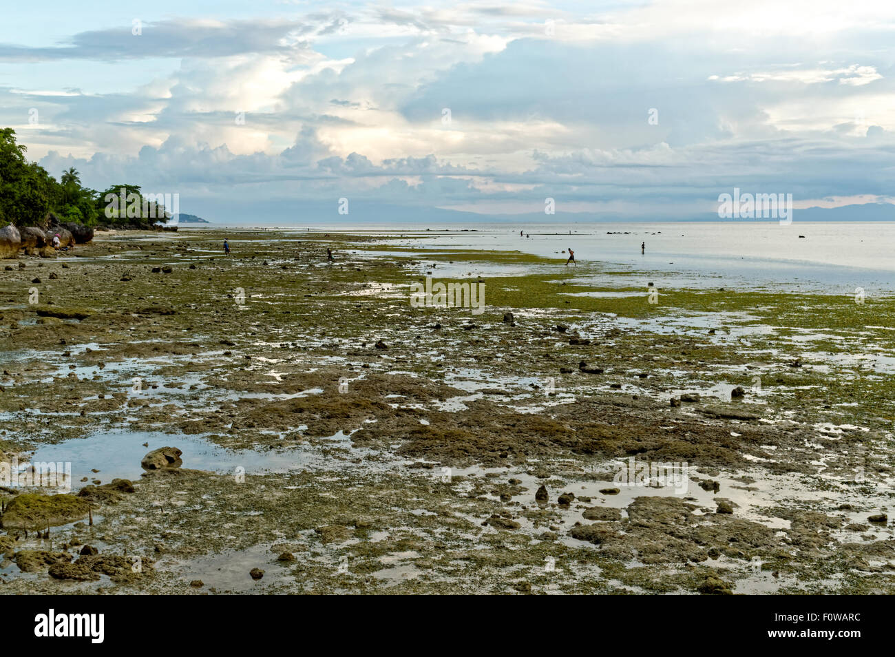 Meerwasser tritt am Nachmittag. Tausende von Seesternen, Algen, Seeigel, Muscheln, Krebse und mehr sind kriechen auf der Stockfoto