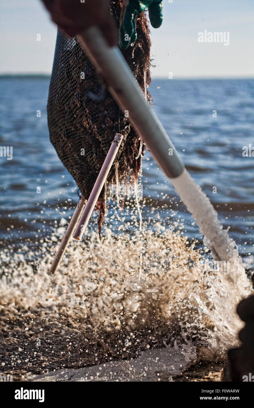 Schlauch nach unten eine Muschel-Tasche, die aus dem Golf von Mexiko in Cedar Key Florida auf einem Boot gehisst Stockfoto