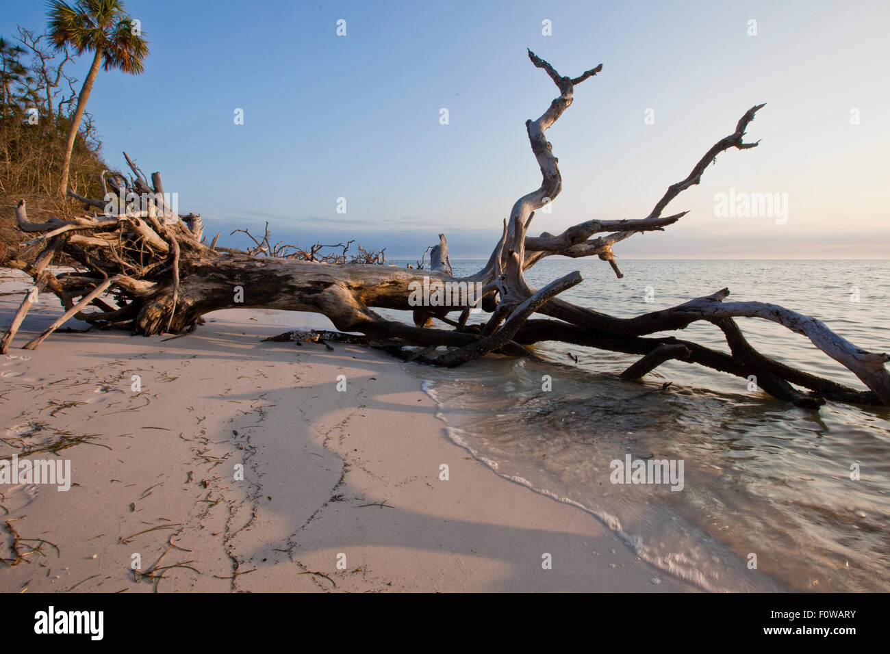 Riesige Eiche, die entlang des Strandes durch Erosion, über gefallen hat Stockfoto