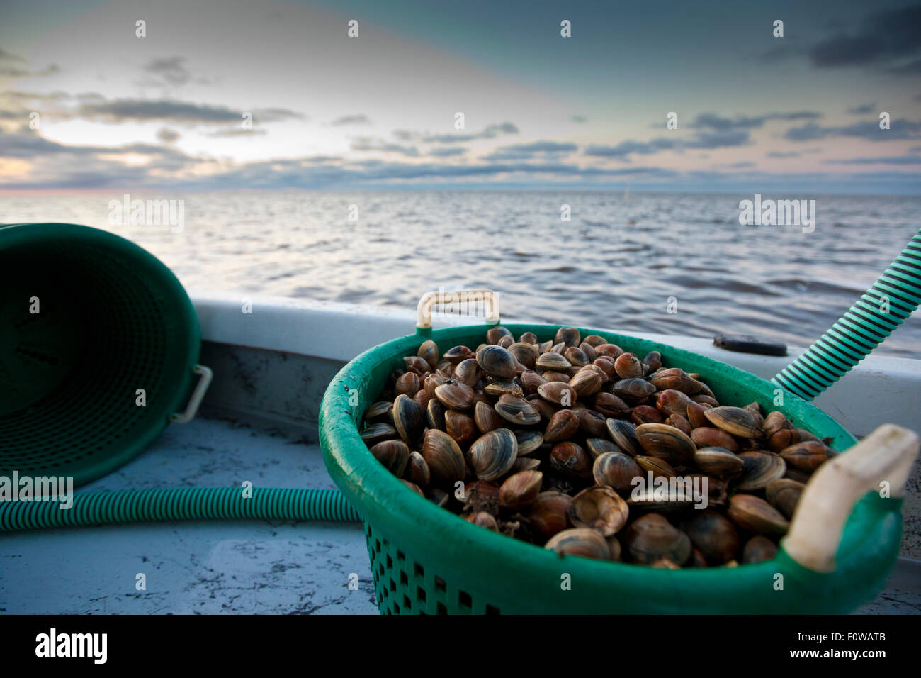Frische Muscheln sitzen in einem Korb auf einem Boot nach rechts gezogen aus dem Golf von Mexiko Stockfoto