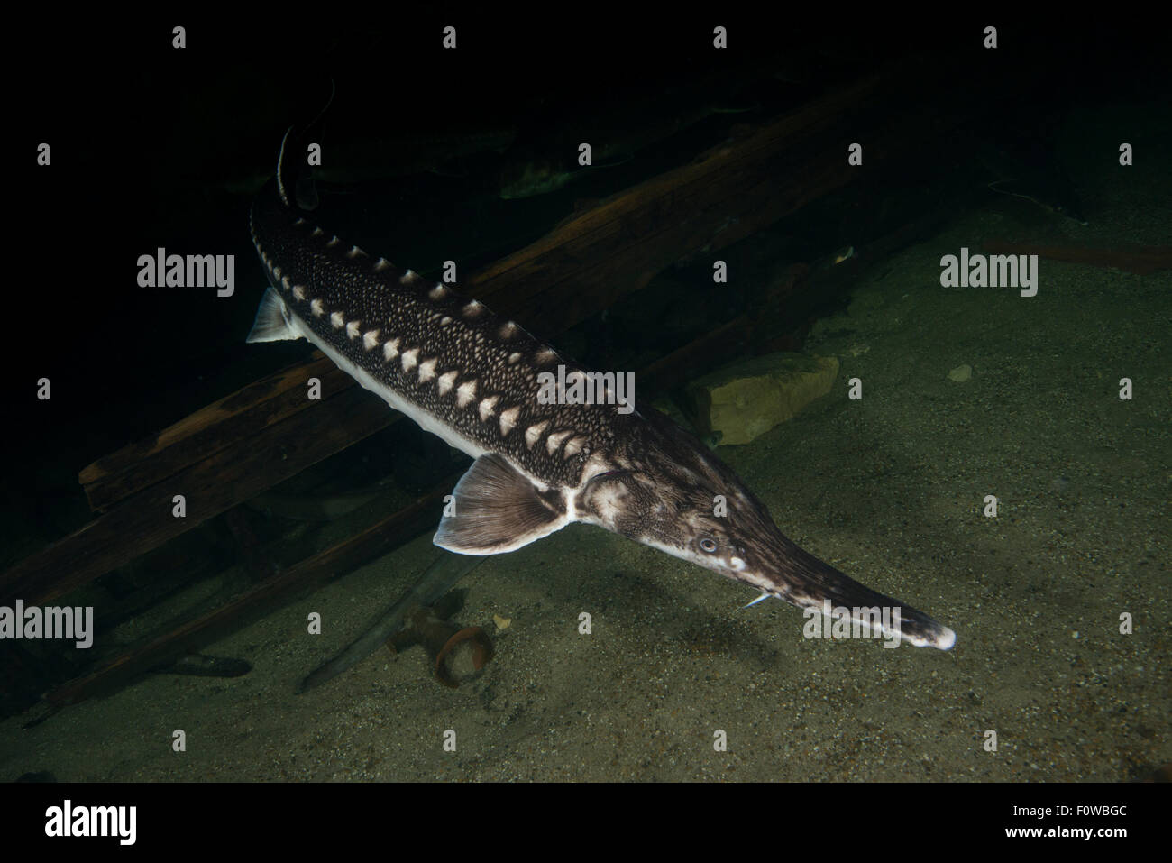 Sturgeon fish acipenser -Fotos und -Bildmaterial in hoher Auflösung – Alamy