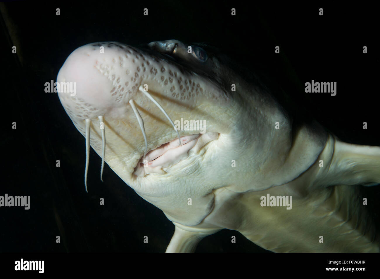 Russischer Stör (Acipenser Gueldenstaedtii) gefangen im Donau-Delta-Öko-Tourismus-Museumszentrum Aquarium in Tulcea, Donau-Delta, Rumänien, Juni. Vom Aussterben bedroht. Stockfoto