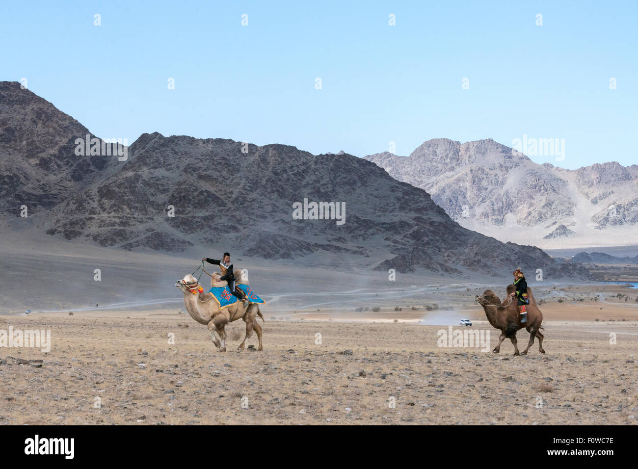 Kamelrennen, blond Vs Brünette Kamel, Eagle Festival, Ölgii, westliche Mongolei Stockfoto