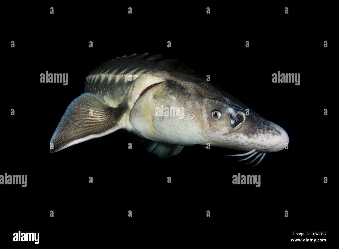 Persischer stör -Fotos und -Bildmaterial in hoher Auflösung – Alamy