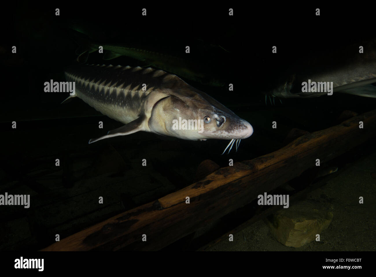 Sturgeon fish acipenser -Fotos und -Bildmaterial in hoher Auflösung – Alamy