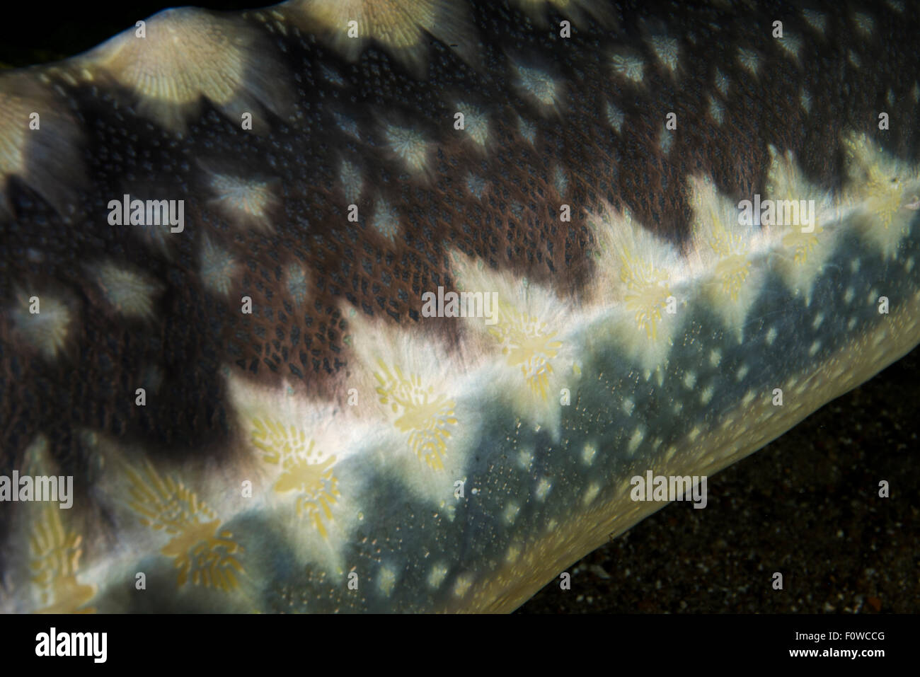 Acipenser Tuecka Stockfotos und -bilder Kaufen - Alamy