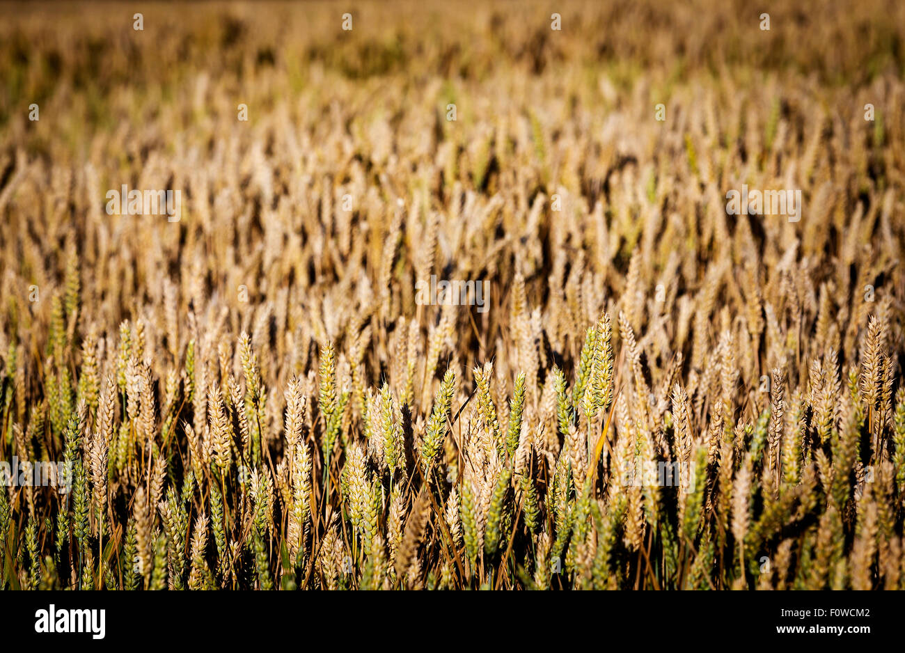 Nahaufnahme Bild eines Feldes von Mais Stockfoto