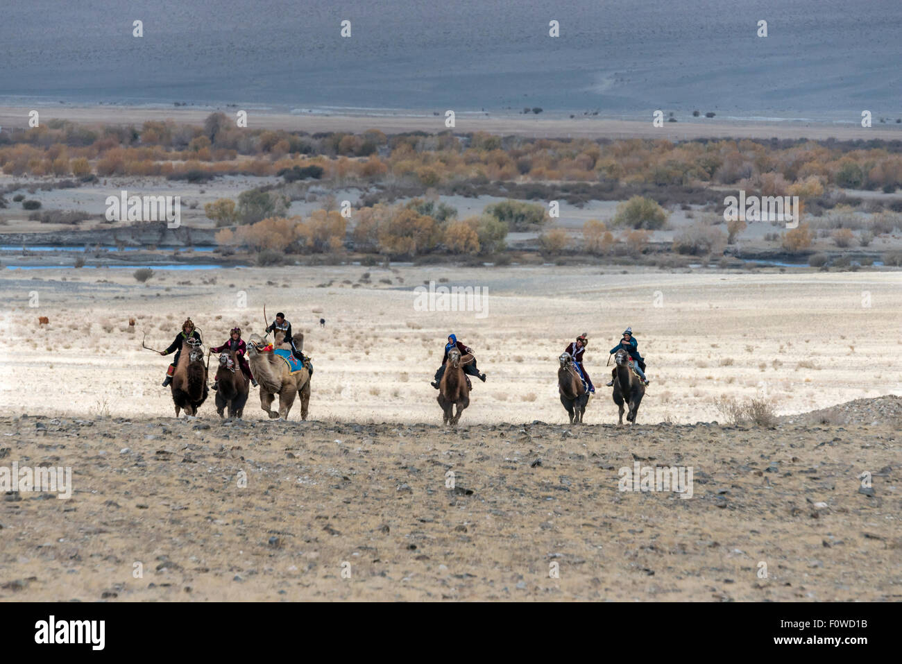 Kommen über den Aufstieg, Kamelrennen im Eagle Festival, Ölgii, westliche Mongolei Stockfoto