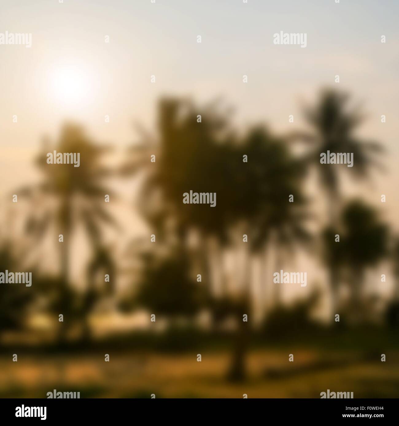 Palmen im Sonnenuntergang Stock Vektor
