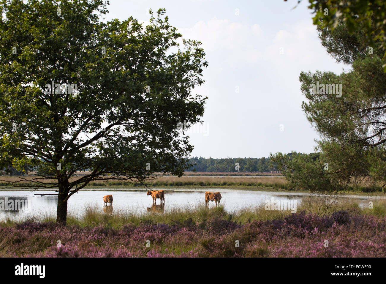 Schottische Highlanders Kühe in einem See an der trabrechtse Heide' mit blühenden Heide in den Niederlanden an einem heißen Tag Stockfoto