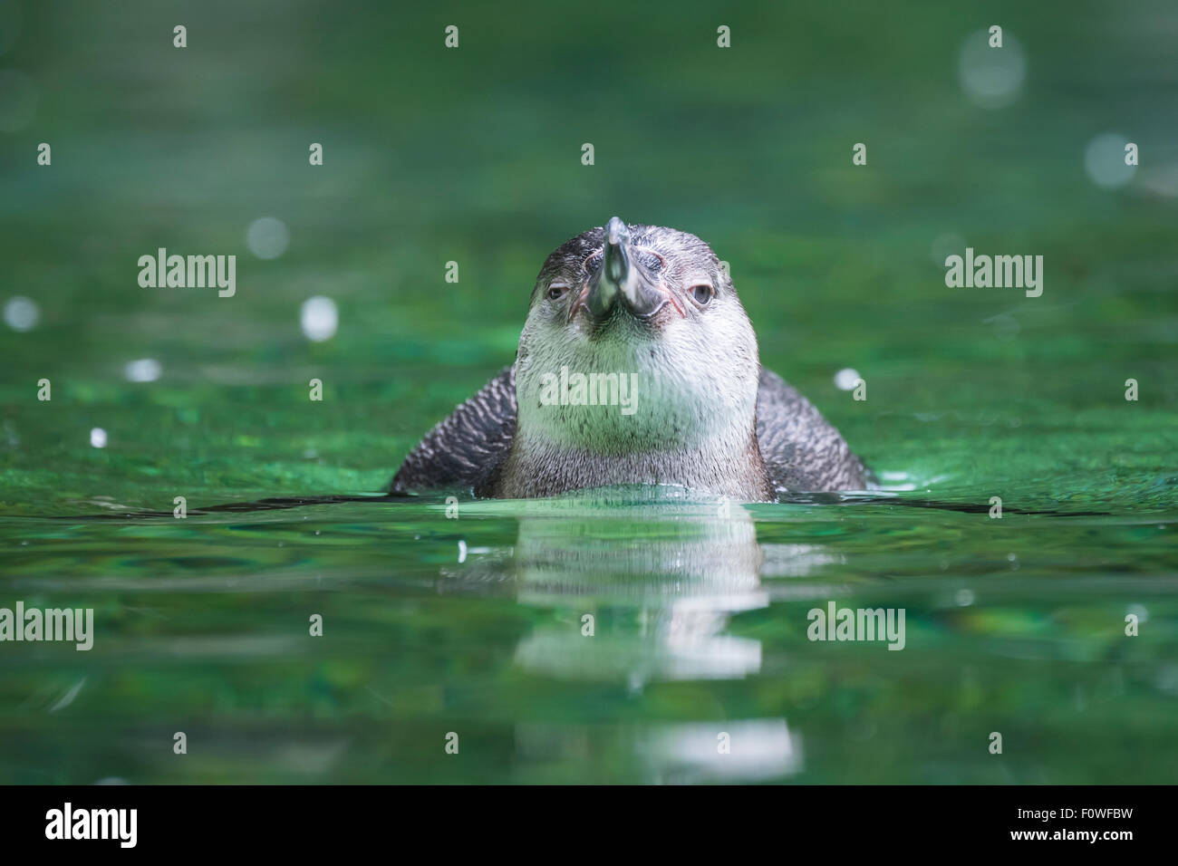 Ein Humboldt-Pinguin vor der Kamera. Stockfoto