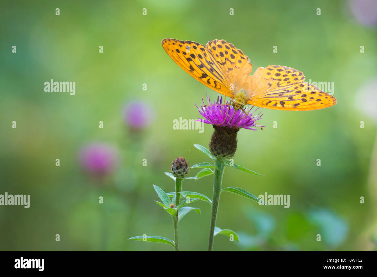 Vorderansicht Nahaufnahme von einer Silber-washed Fritillary mit breiten Flügel Fütterung auf Distel Blumen. Die Muster auf den Flügeln sind cle Stockfoto