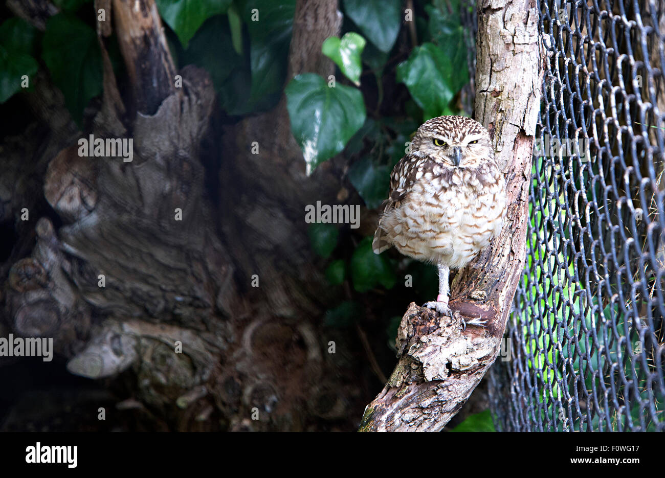 Kanincheneule steht auf Niederlassung in Gehege im Zoo von London. Stockfoto