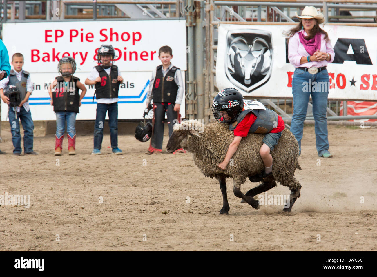 Estes Park, Colorado - Kinder im Alter von 5-8 Fahrt Schafe während der Mutton Bustin ' Wettbewerb beim Rodeo auf dem Dach. Stockfoto