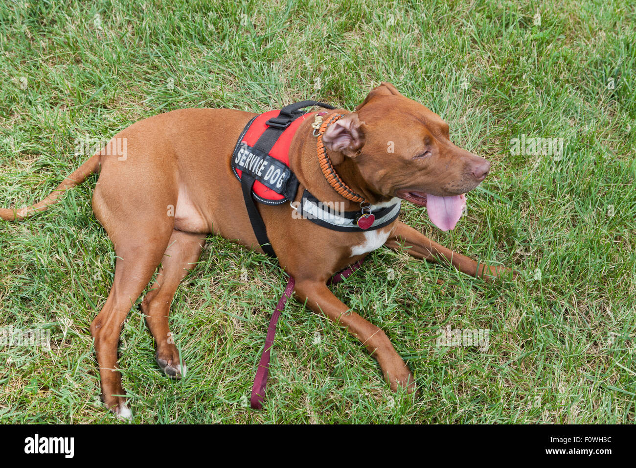 Pit Bull Servicehund ruht auf dem Rasen - USA Stockfoto