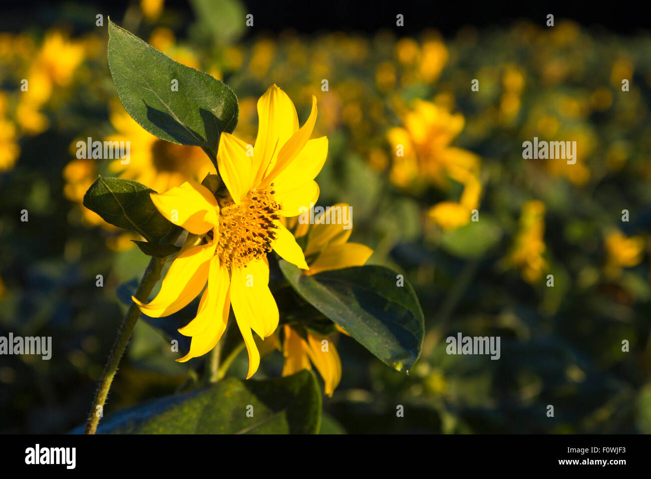 Helianthus Sonnenblumen blühen, Charente, Frankreich Stockfoto