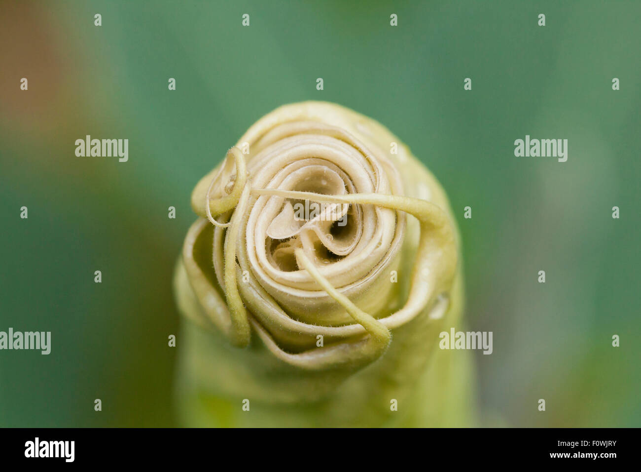 Devil's Trompete Blume (Datura innoxia/Datura inoxia) vor der Blüte - USA Stockfoto