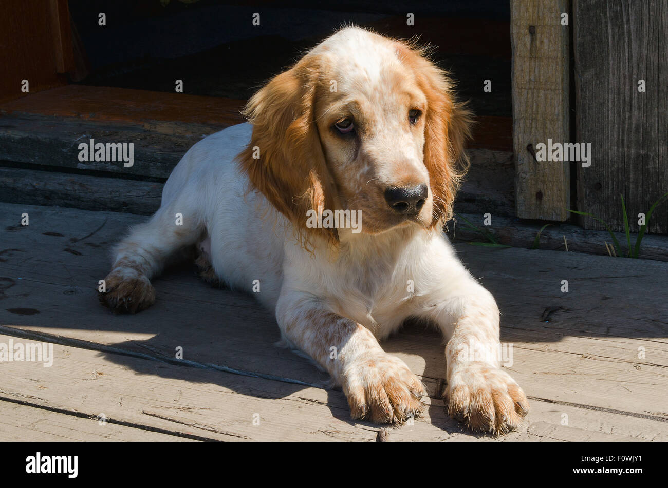 der russische Spaniel Welpe Stockfoto