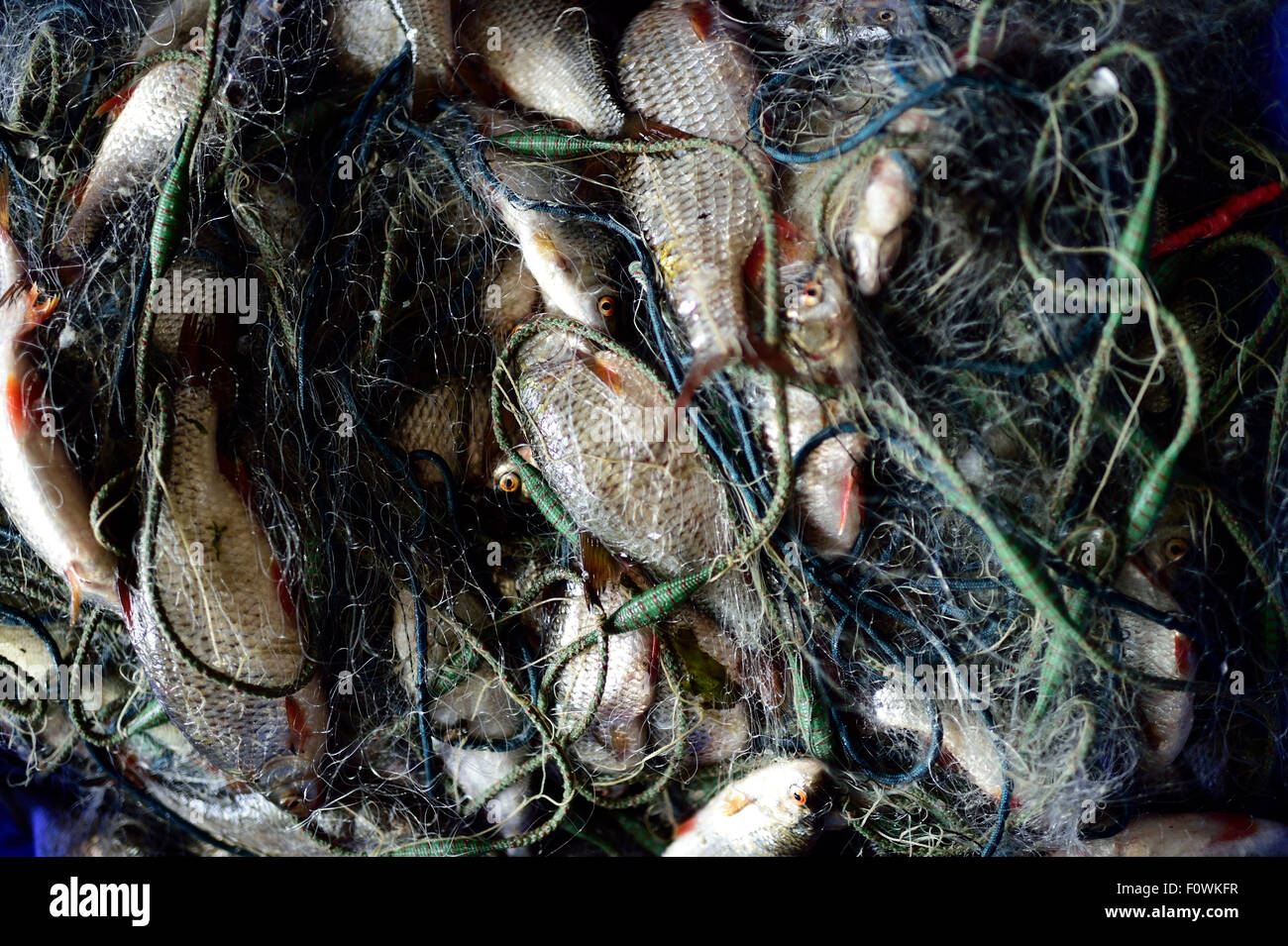 Fisch gefangen im Netz, Stettiner Haff Lagune, Stepnica, Polen. Stockfoto