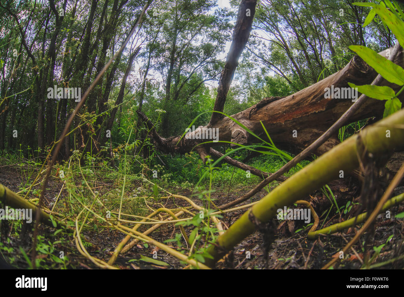 trockenen Baum liegen in der dichten Wilde grüne Waldlandschaft Russland Stockfoto