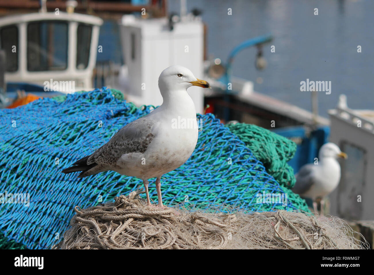 Seagull auf Fischernetze. Scarborough, Großbritannien Stockfoto