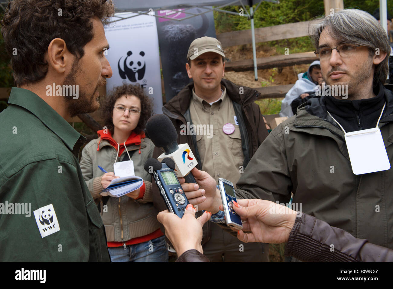 Drücken Sie interviewen Magor Czibi vom WWF Rumänien über die Freigabe der Europäische Bison / Wisent (Bison Bonasus) in der Tarcu Gebirge Natur Naturschutzgebiet, Natura 2000 Gebiet, südlichen Karpaten, Rumänien. Mai 2014. Stockfoto