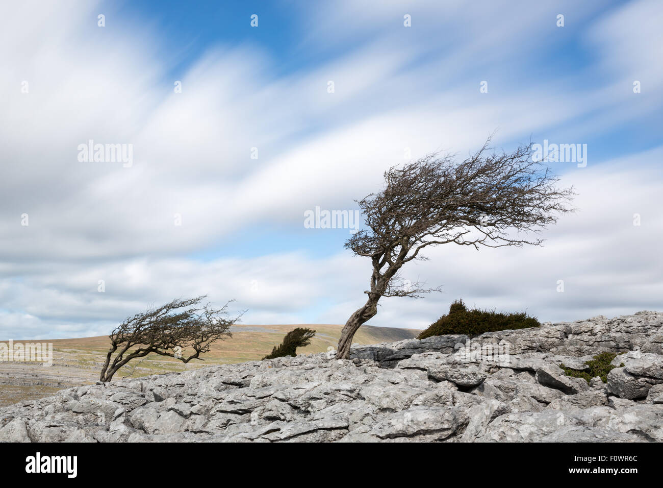 Wind geblasen Baum, Twistleton Narbe in der Yorkshire Dales Stockfoto