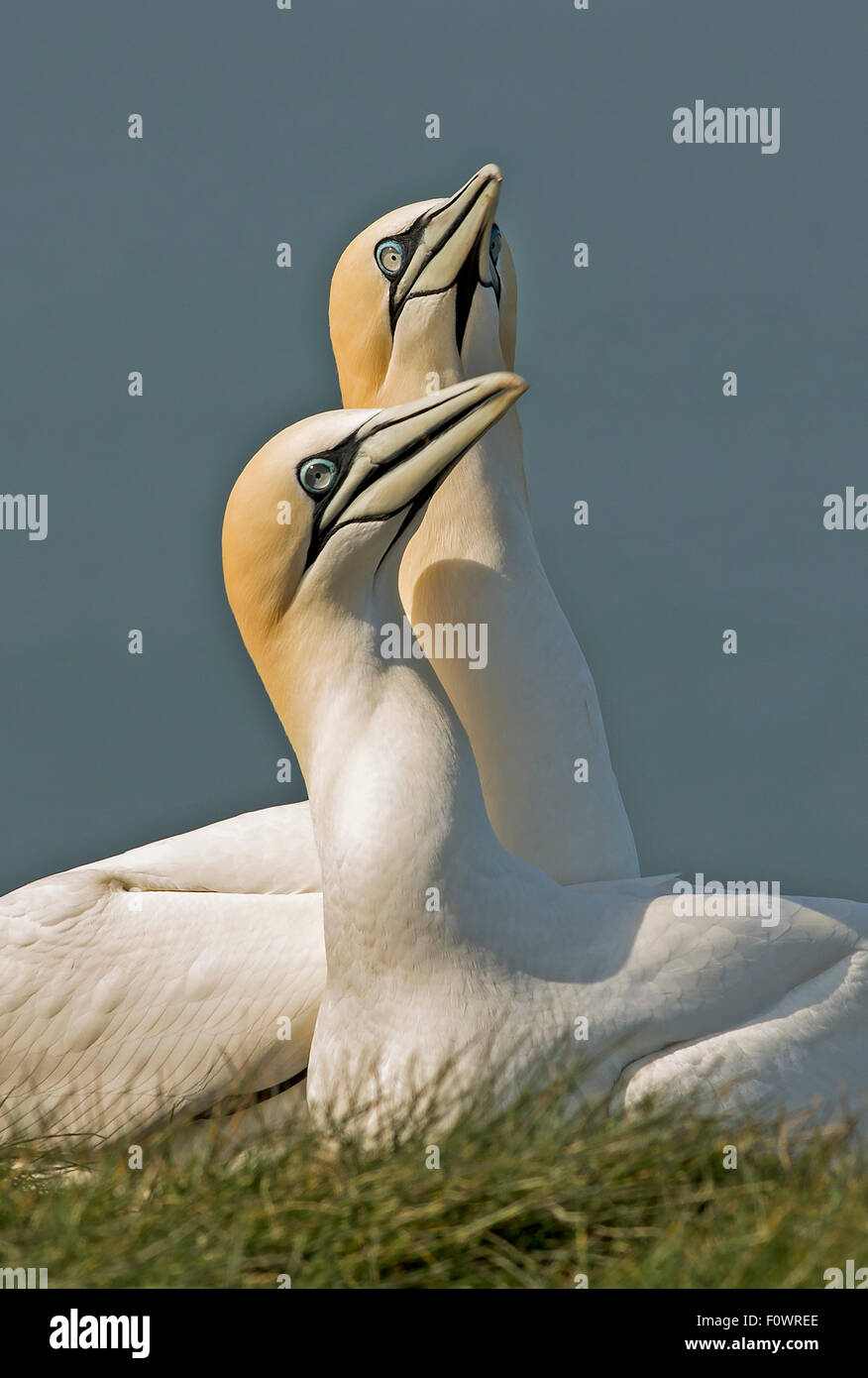 Tölpel, Tierwelt, Natur, Vogel, Schnabel, Norden, Liebe, Wild, Tier, Morus, Natur, Meer, paar, Ozean, Bassanus, Helgoland, Isl Stockfoto