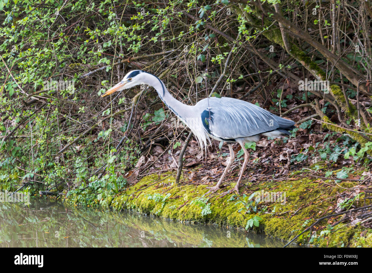Graureiher Fischen durch Fluss-Seite Stockfoto
