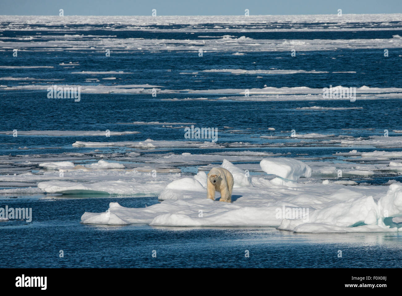 Norwegen, Barents-See, Svalbard, Sjuoyane, sieben Inseln. Nordost-Svalbard-Naturreservat. Männliche Eisbären. Stockfoto