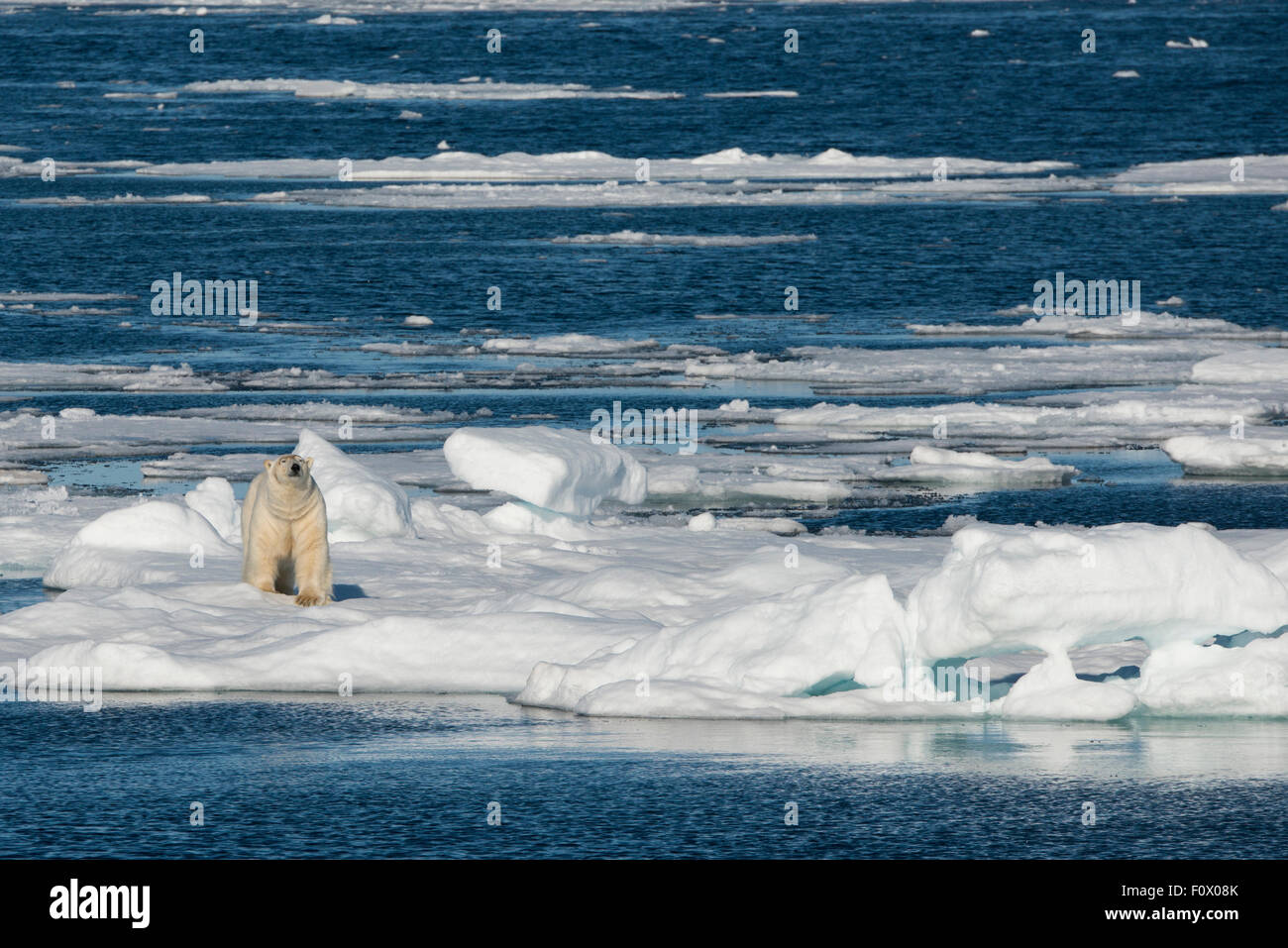 Norwegen, Barents-See, Svalbard, Sjuoyane, sieben Inseln. Nordost-Svalbard-Naturreservat. Männliche Eisbären. Stockfoto