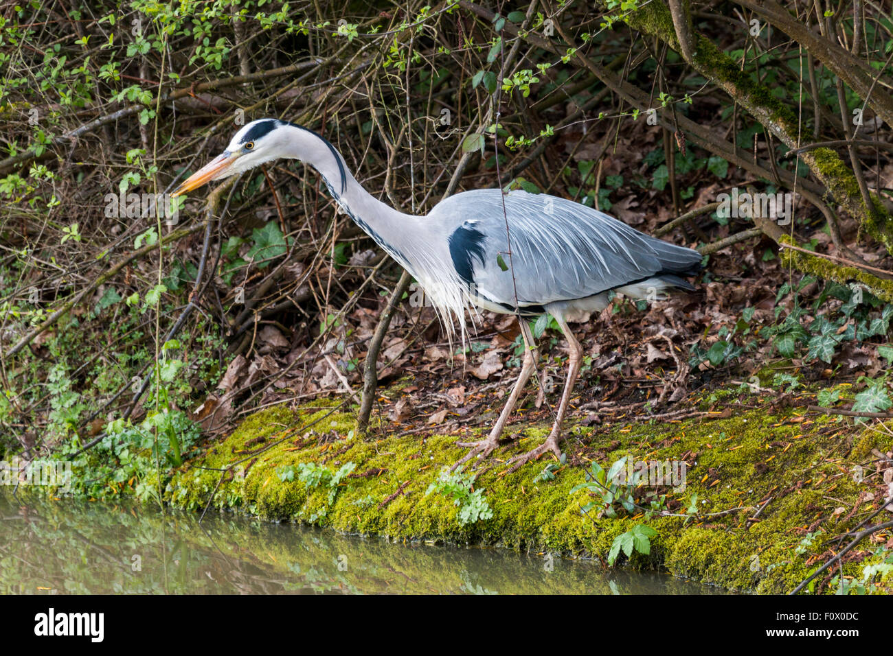 Graureiher Fischen durch Fluss-Seite Stockfoto