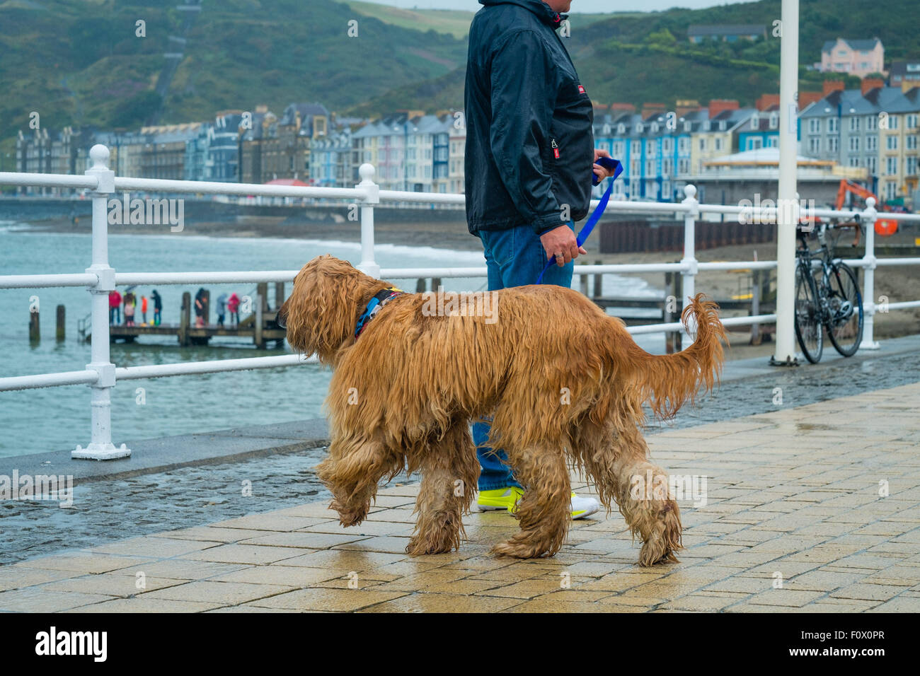 Aberystwyth, Wales, UK. 22. August 2015. Ein Mann geht seinen sehr nassen langhaarige Hund an einem regnerischen Nachmittag. Während ein Großteil der Südosten von Großbritannien in heißen trockenen Sonne mit dem Effekt "Spanisch Plume" sonnt, ist im Westen viel schlechter Wetter erleben. Eine Kaltfront aus dem Norden bringt schwere Regen und bewölktem Himmel in Aberystwyth am Tag des jährlichen "Meer zum Ufer Food Festival" statt auf das Resort Promenade. Die Wahrscheinlichkeit ist für die ungeklärten Bedingungen herrschen für viel der nächsten Woche zu Photo Credit: Keith Morris/Alamy Live News Stockfoto